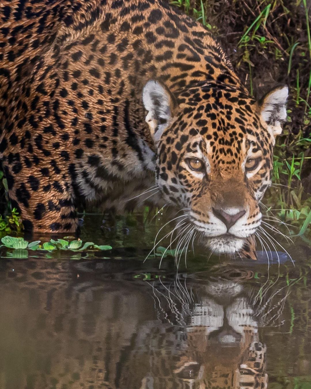 Setembro 2026: Pantanal 