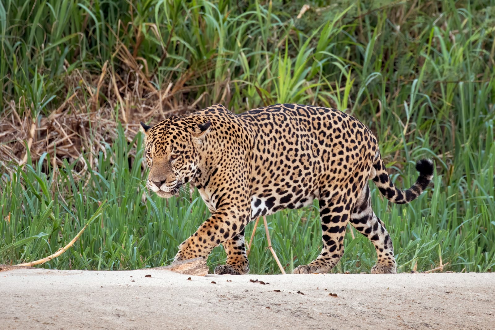 Setembro 2026: Pantanal, Bonito e Foz