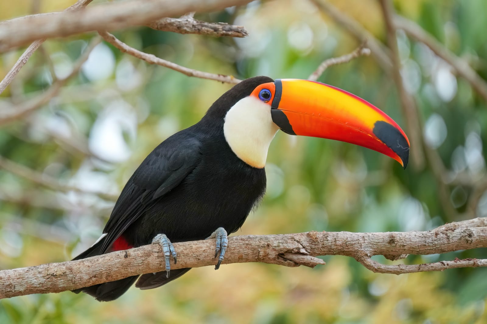 Setembro 2026: Pantanal, Bonito e Foz