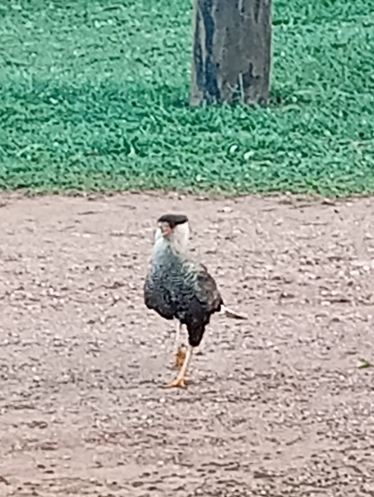 Foto da viagem Setembro 2026: Pantanal, Bonito e Foz