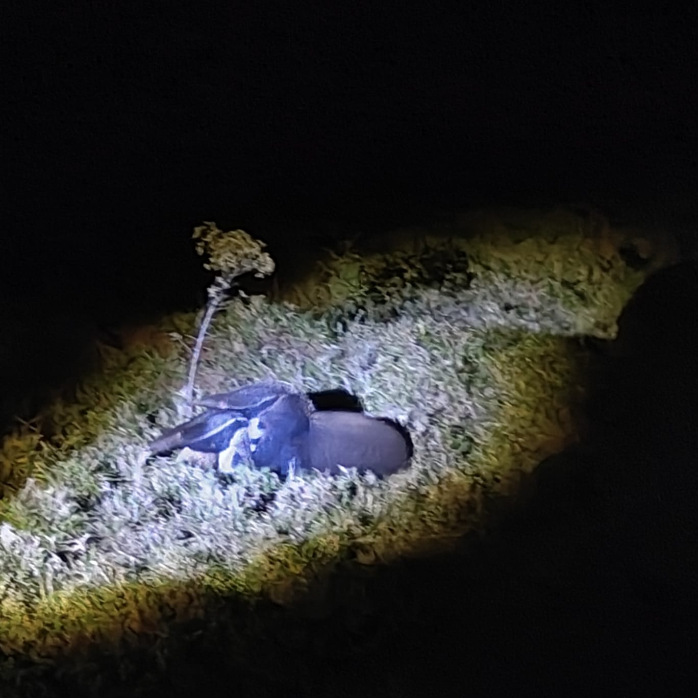 Foto da viagem Setembro 2026: Pantanal, Bonito e Foz