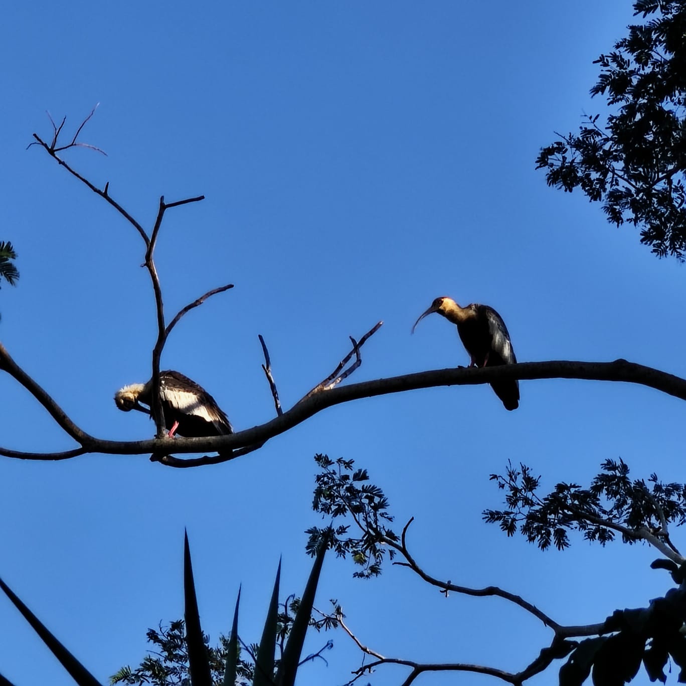 Foto da viagem Setembro 2026: Pantanal, Bonito e Foz