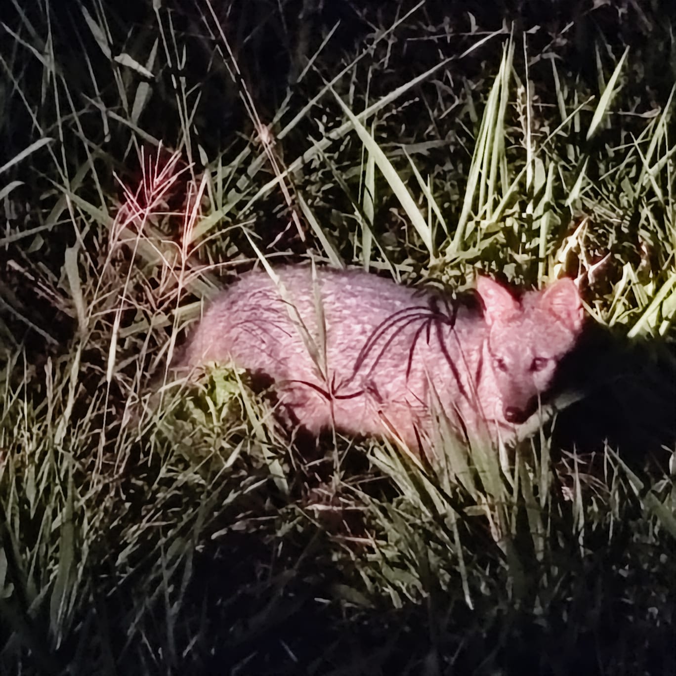 Foto da viagem Setembro 2026: Pantanal, Bonito e Foz