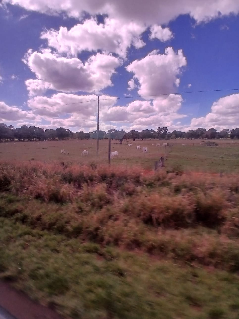 Foto da viagem Setembro 2026: Pantanal, Bonito e Foz