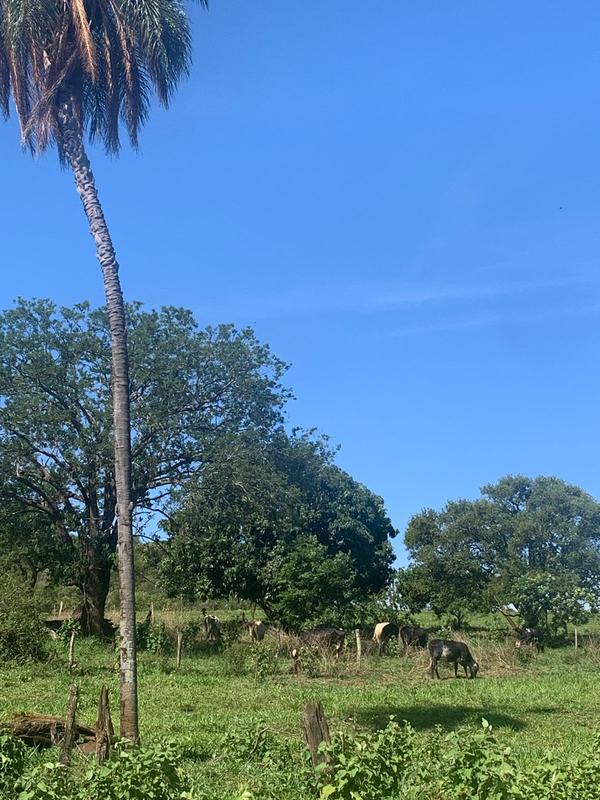 Palmeira e arvores com gado pastando em campo verde sob ceu azul