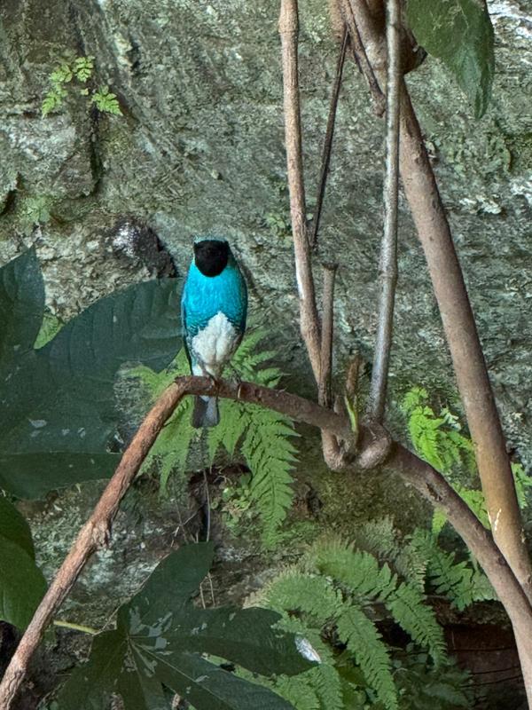 Outra ave azul pousa em galho na gruta, na Caravana Minas Espirita de novembro de 2025