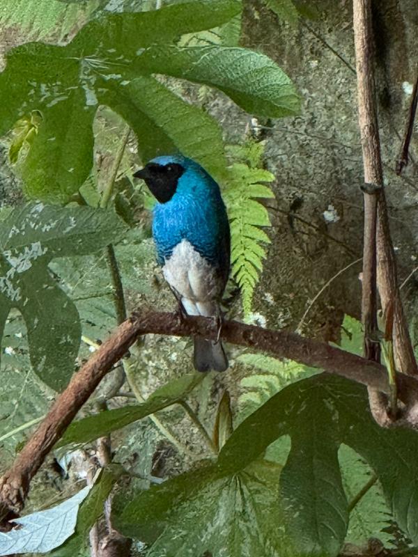 Ave azul pousa em galho na gruta, na Caravana Minas Espirita de novembro de 2025