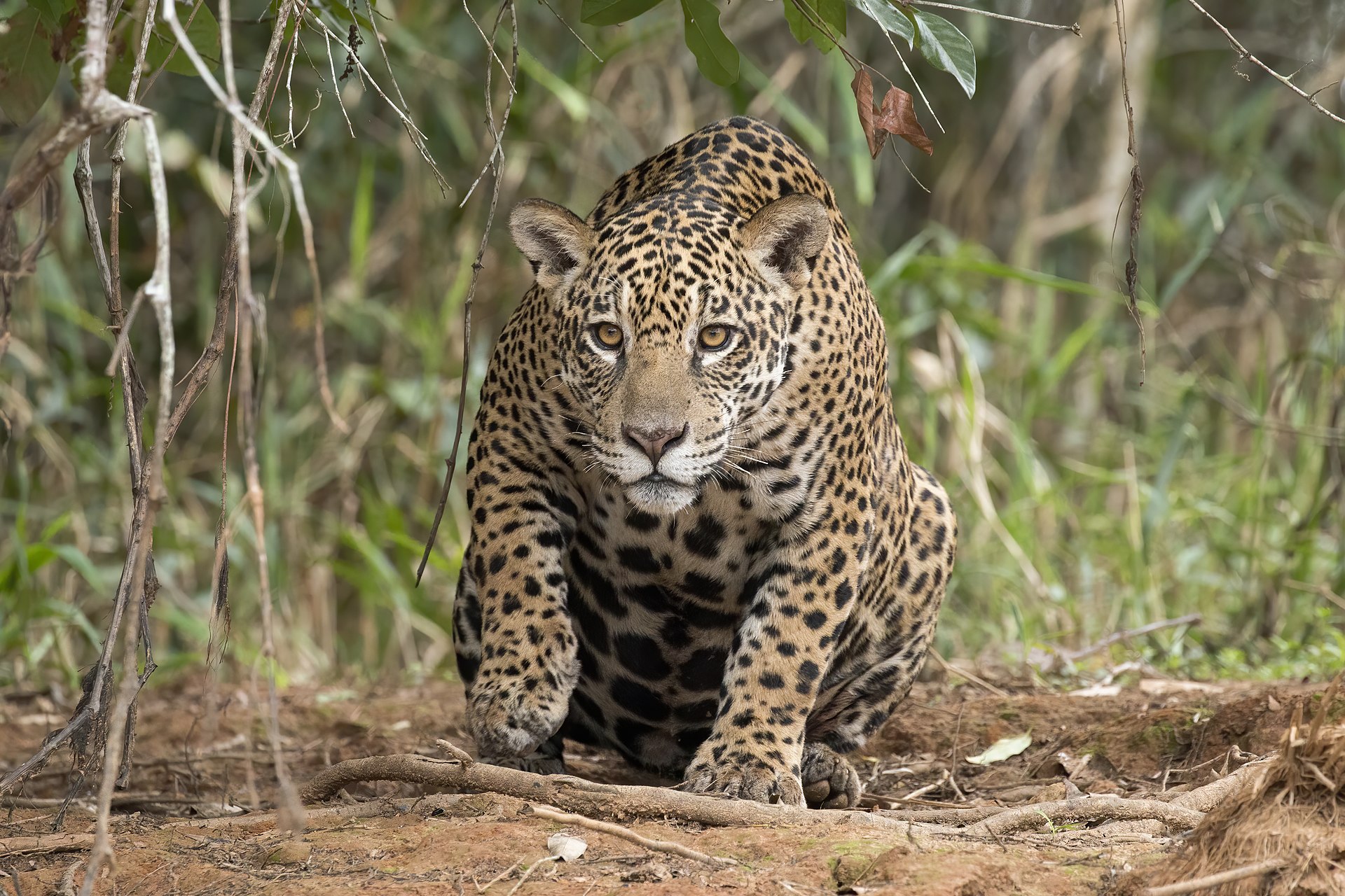 Setembro 2027: Pantanal