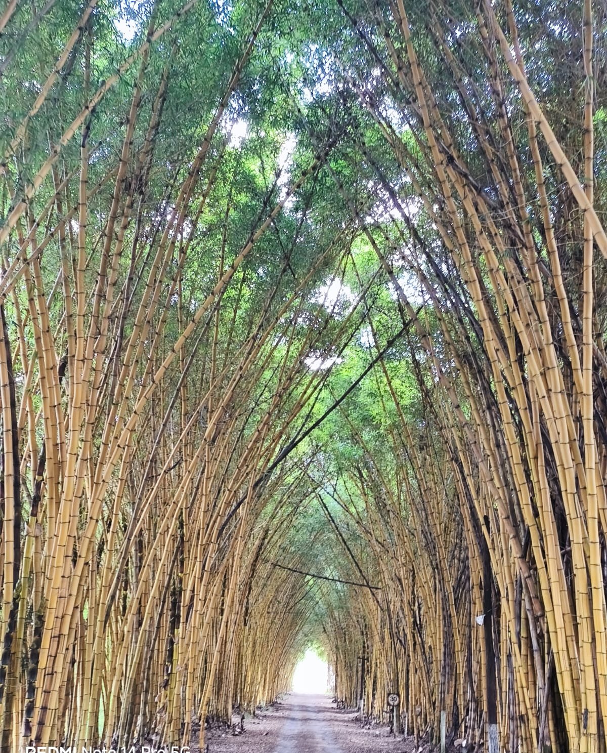 Grupo em túnel natural formado por árvores em reserva natural