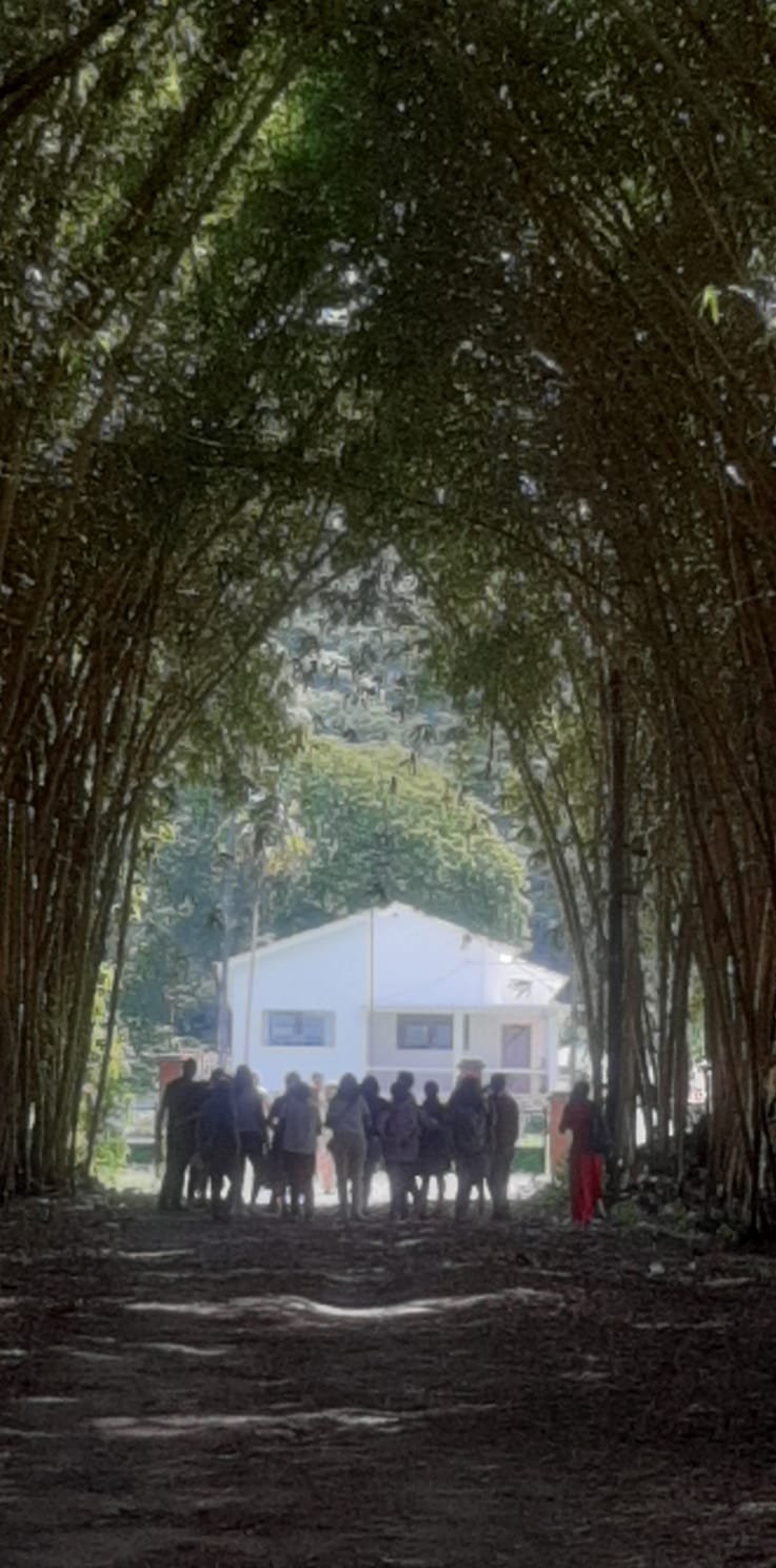 Grupo em corredouro de árvores altas com luz solar passando pelas copas