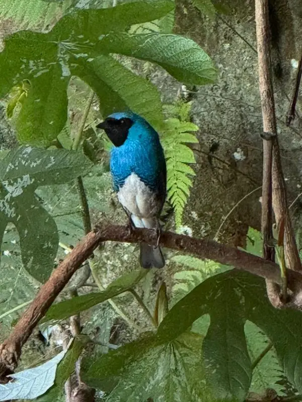 Ave azul pousa em galho na gruta, na Caravana Minas Espirita de novembro de 2025