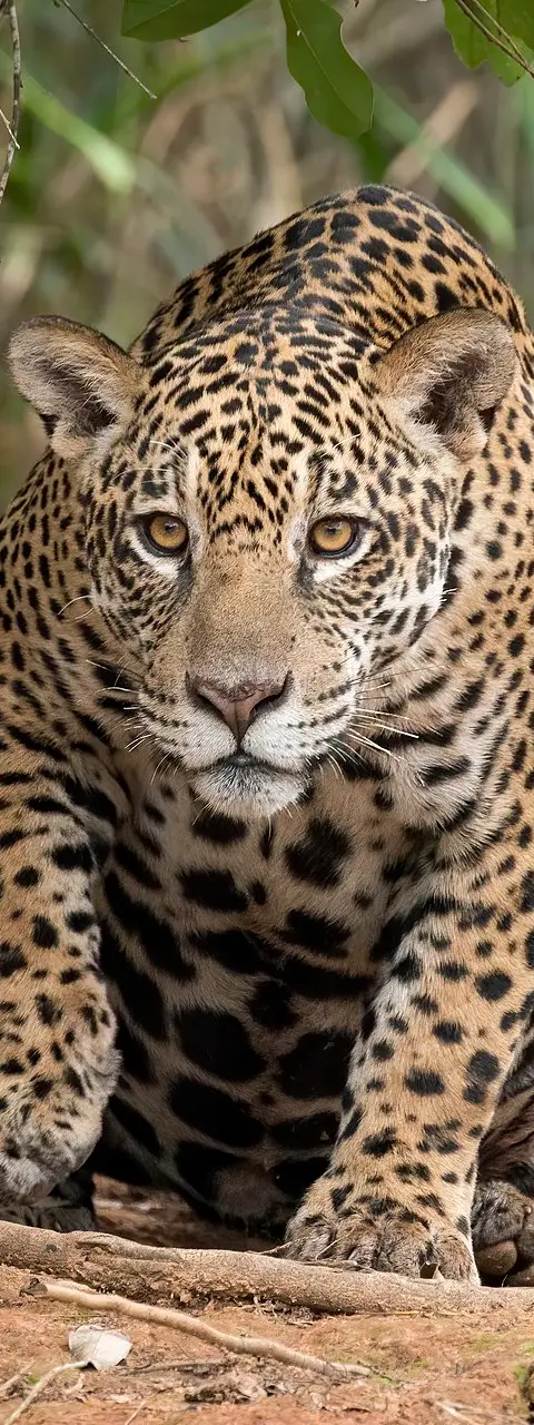 Natureza
