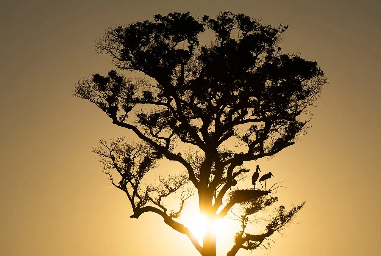 Área de Conservação do Pantanal, patrimônio natural da UNESCO: o que é e o que ela não é
