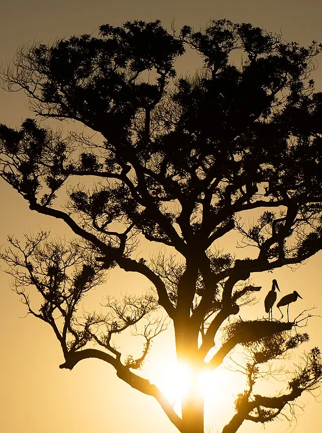Área de Conservação do Pantanal, patrimônio natural da UNESCO: o que é e o que ela não é