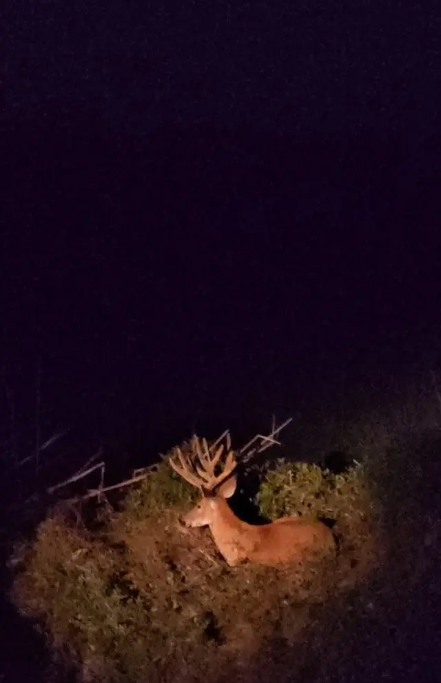 Veado avistado em safari noturno no Pantanal, na Caravana Pantanal de outubro de 2025.