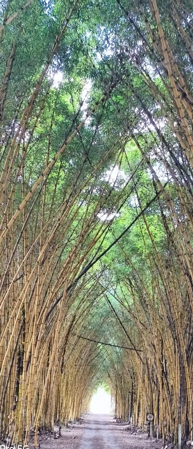 Grupo em túnel natural formado por árvores em reserva natural